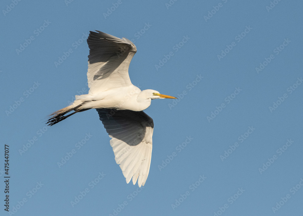 Obraz premium USA, Florida, Venice, Rookery Great Egret flying