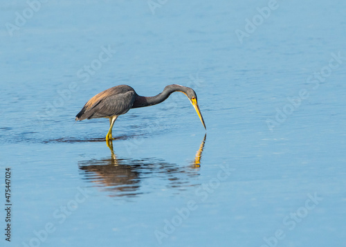 USA, Florida, Sarasota, Myakka River State Park, Wading Bird, Feeding, Tricolored Heron © Danita Delimont