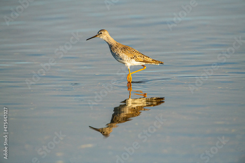 USA  Florida  Sarasota  Myakka River State Park  Feeding Greater Yellowlegs Reflected