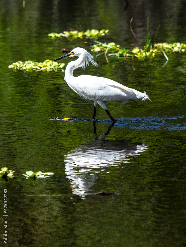 Naklejka premium USA, Florida, Sarasota, Myakka River State Park, Snowy Egret