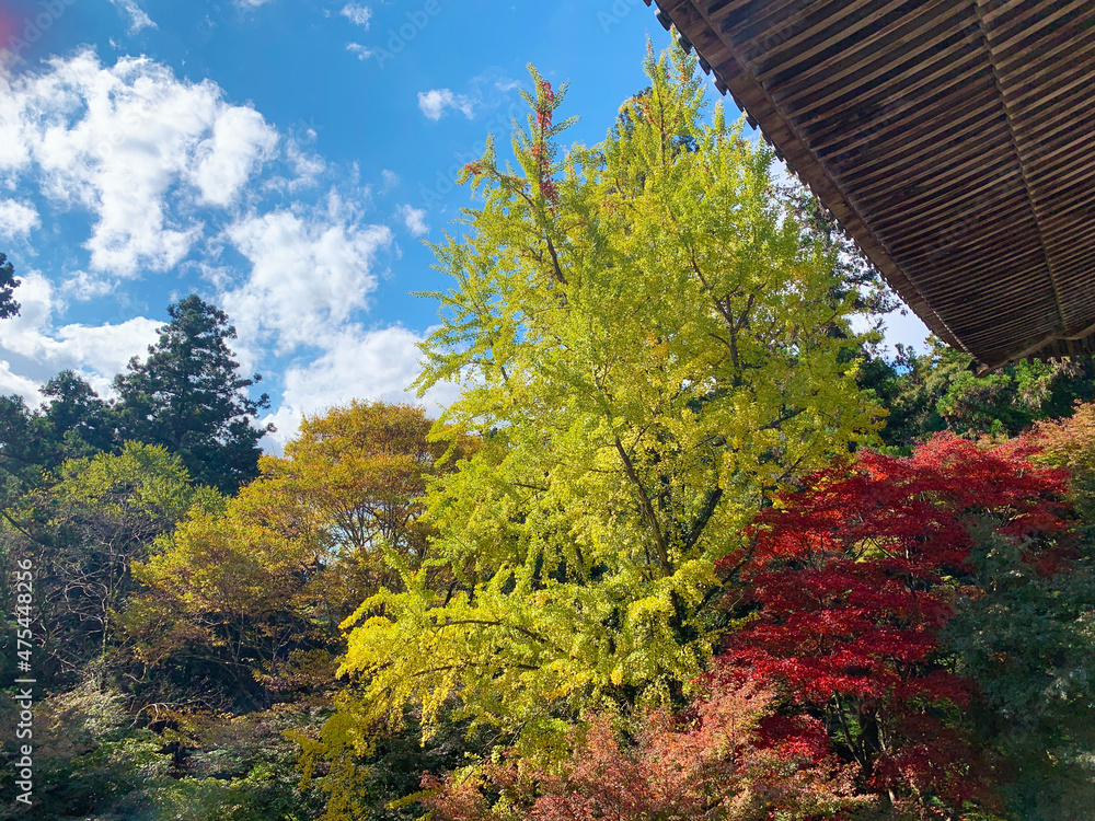 Fototapeta premium 紅葉