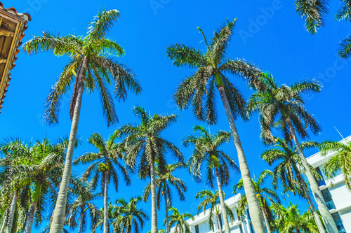 Tall palm trees apartment buildings Downtown Palm Beach, Florida