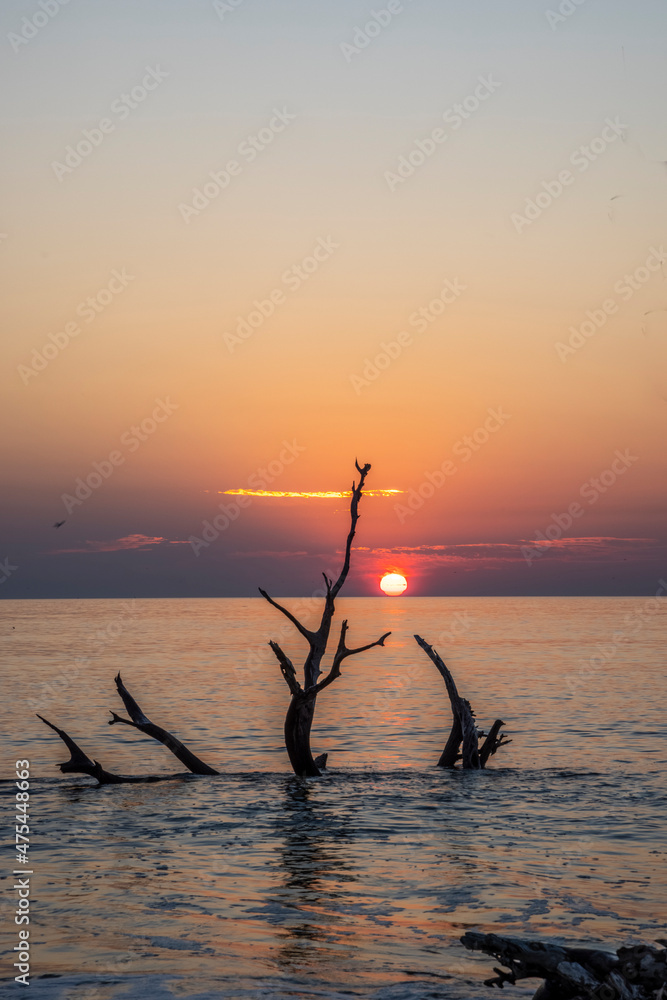 USA, Georgia, Jekyll Island, Sunrise on Driftwood Beach of petrified trees