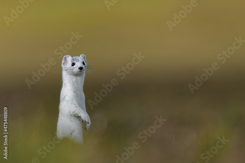 Selective focus shot of an ermine in a field photo