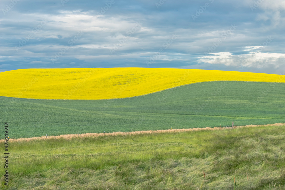 Fototapeta premium Idaho, Latah County. Canola and wheat fields