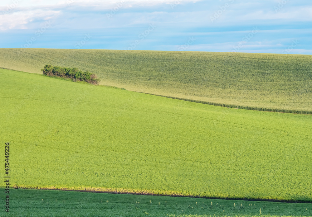 Obraz premium Idaho, Latah County. Spring farm fields