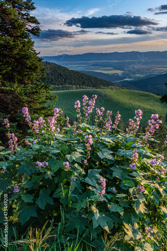 USA, Idaho. Mountain Globemallow and view of Teton Valley photo