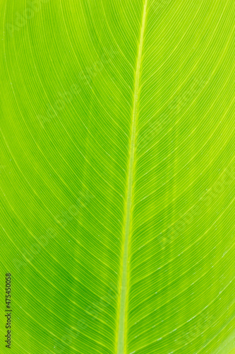 Canna leaf, Marion County, Illinois
