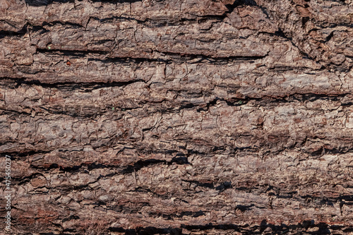 oak tree bark horizontal view