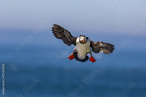 Atlantic Puffins in flight on Machias Seal island, Maine, USA