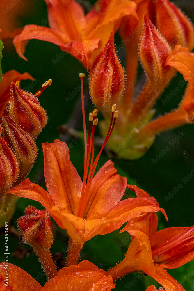 Tangerine Delight Azalea flowers in Northeast Harbor, Maine, USA Tangerine Delight Azalea flowers in Northeast Harbor, Maine, USA