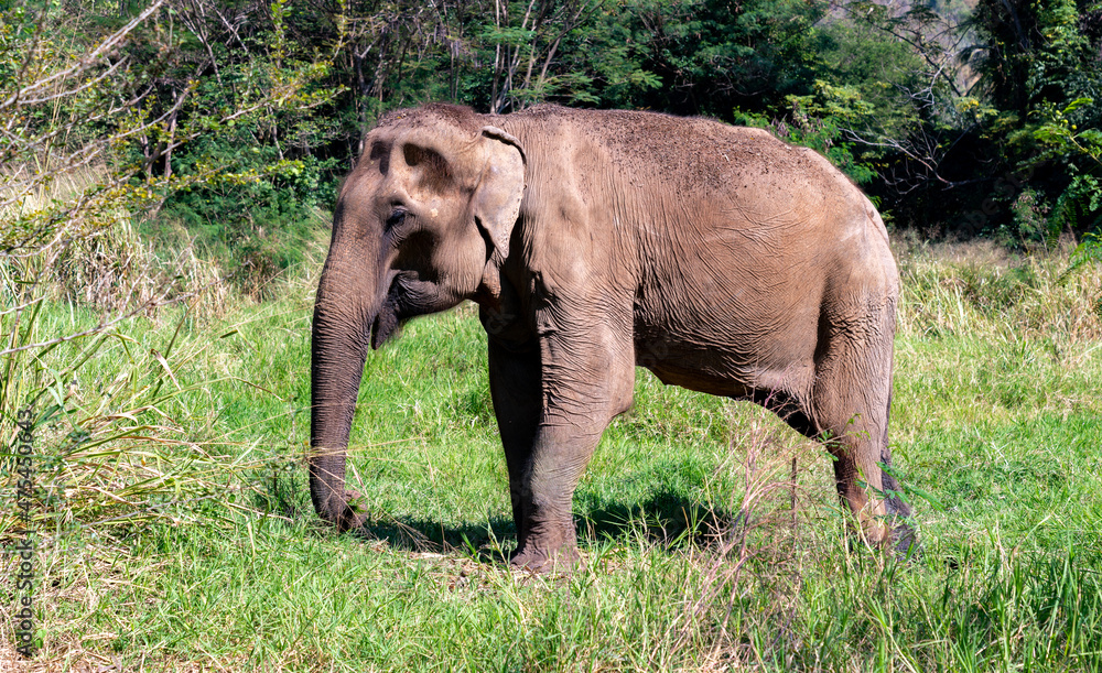 Thai Elephants and Elephant Conservation Camp Khao Yai