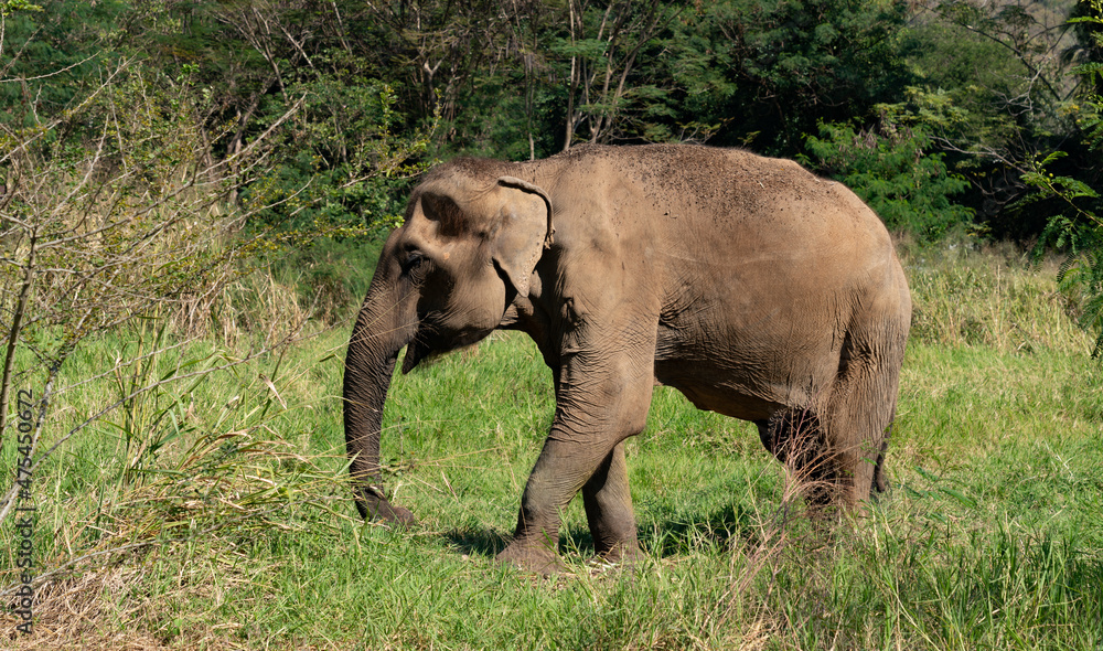 Thai Elephants and Elephant Conservation Camp Khao Yai