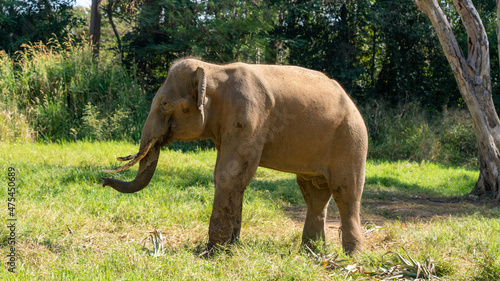 Thai Elephants and Elephant Conservation Camp Khao Yai