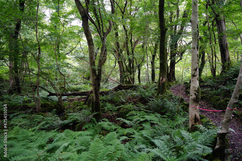 a wonderful summer forest and pathway a wonderful summer forest and pathway