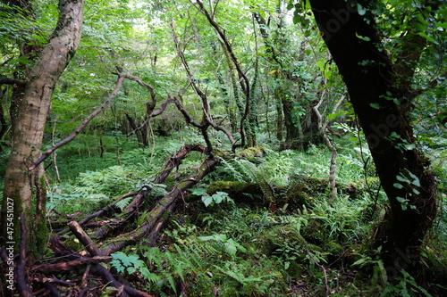 fern and vines in a primeval forest