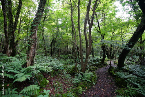 a wonderful summer forest and pathway