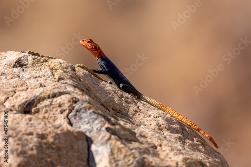 Ein Männchen der Namibischen Felsagame in der Seitenansicht auf einem Felsen sitzend