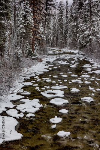 Snowfall coats the forest along Logan Creek in the Flathead National Forest, Montana, USA © Danita Delimont