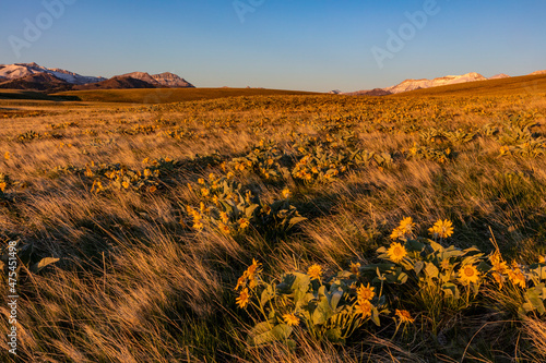 Arrowleaf balsamroot wildflowers in the grasslands along the Rocky Mountain Front near Augusta, Montana, USA photo