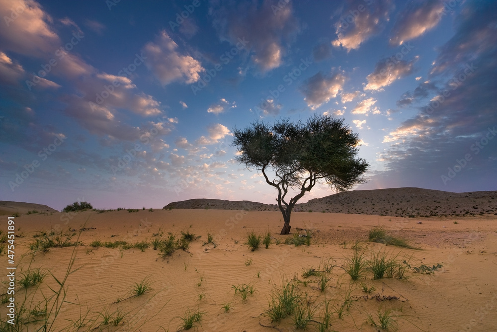 Beautiful shoot of a tree in Qatar Desert Stock Photo | Adobe Stock