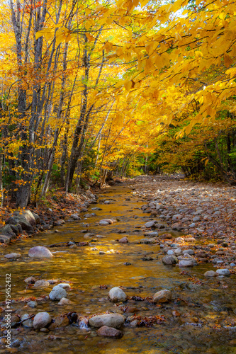 USA, New Hampshire, White Mountains National Forest, Highway 112, Small stream Fall colors of White Birch and American Beech reflected in stream © Danita Delimont