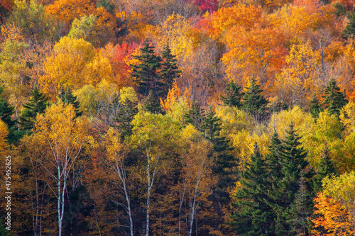 USA, New Hampshire just north of Jackson on highway 16 with the hillside covered in Autumns colors
