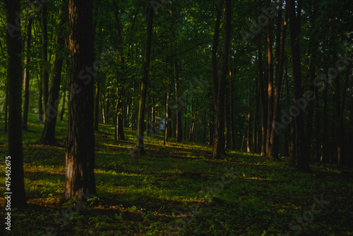 forest in autumn