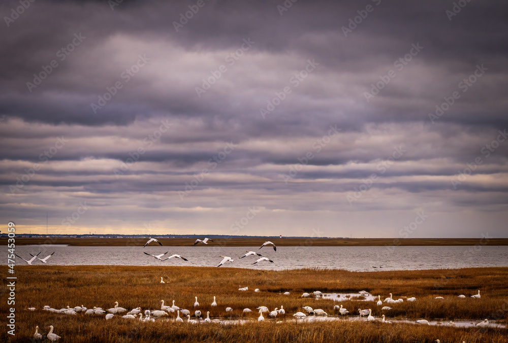 USA, New Jersey, Cape May National Seashore. Sunrise on snow geese in marsh.