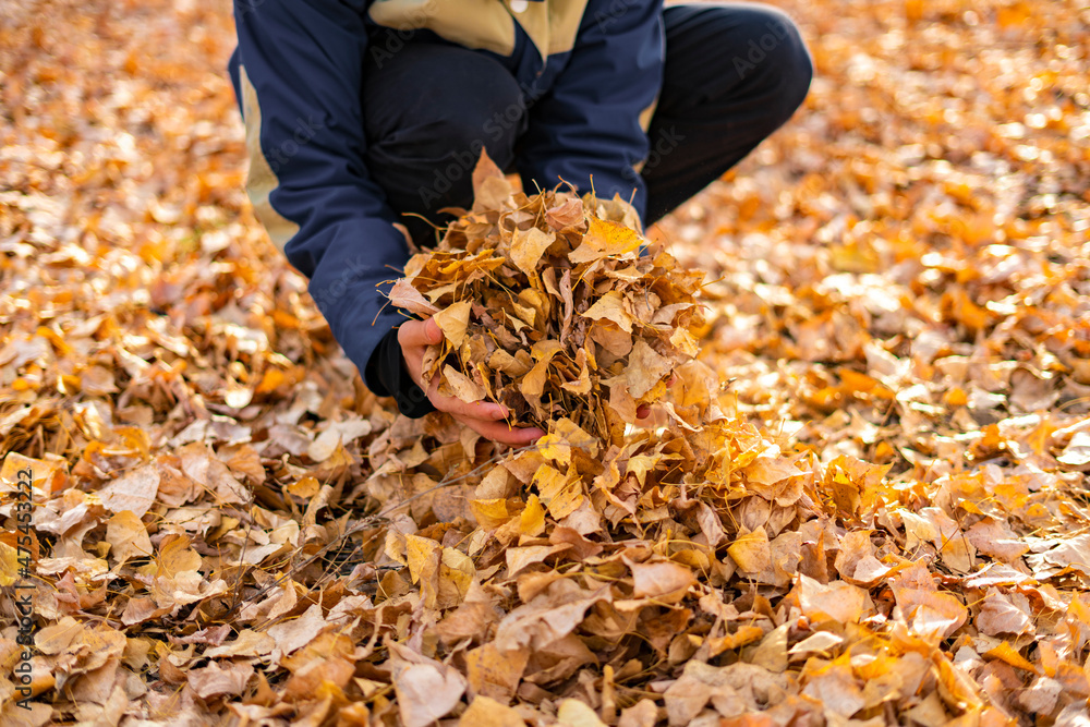 person holding some autumn fallen leaves of golden color person holding some autumn fallen leaves of golden color