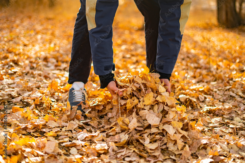 person holding some autumn fallen leaves of golden color person holding some autumn fallen leaves of golden color