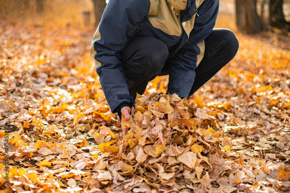 person holding some autumn fallen leaves of golden color person holding some autumn fallen leaves of golden color
