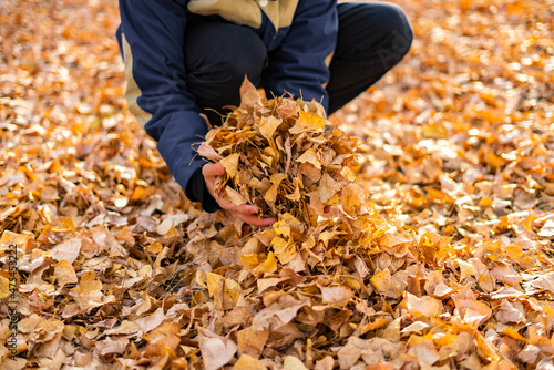 person holding some autumn fallen leaves of golden color
