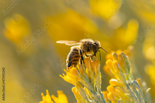 USA, New Mexico. Honey bee on rabbitbrush.