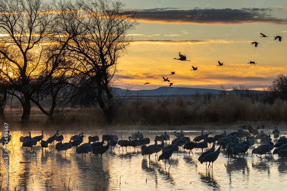 Naklejka premium USA, New Mexico, Bernardo Wildlife Management Area. Sandhill cranes in water on foggy sunrise.