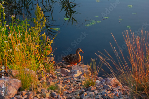 duck in the swamp