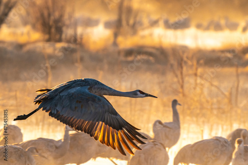 USA, New Mexico, Bernardo Wildlife Management Area. Sandhill crane taking flight on foggy sunrise. © Danita Delimont