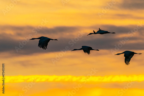 USA, New Mexico, Bernardo Wildlife Management Area. Sandhill cranes in flight at sunset.