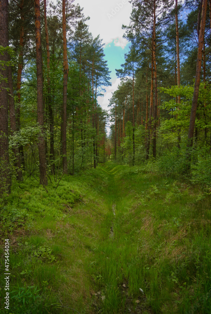 Obraz premium path in the woods