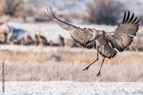 USA, New Mexico, Bernardo Wildlife Management Area. Sandhill crane landing. photo