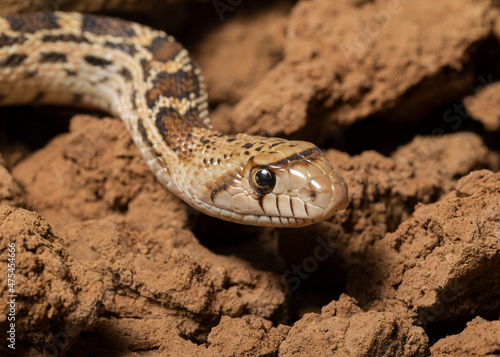 Sonoran gopher snake, bullsnake, blow snake, Pituophis catenefir affinis, New Mexico, wild