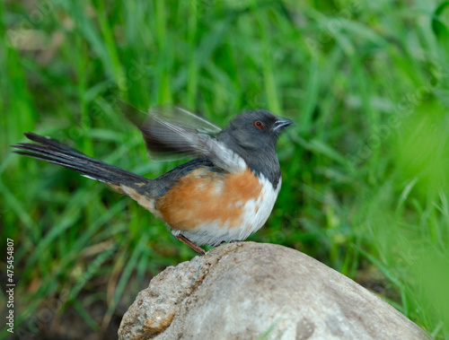 Spotted Towhee, Pipilo montanus, Cibola National Forest, New Mexico photo