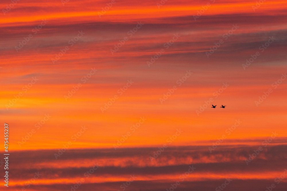 Snow geese flying at sunrise, Bosque del Apache National Wildlife Refuge, New Mexico