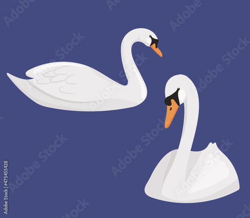 Set of floating white swans isolated. Vector cartoon illustration of river or pond birds.