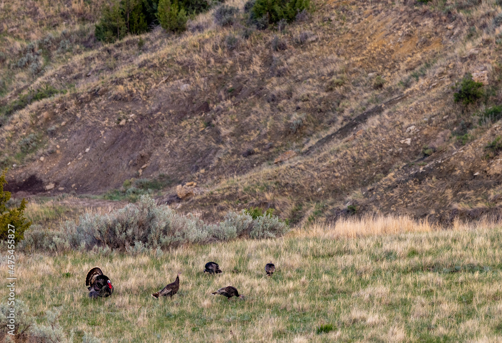 Wild turkey tom with hens in Theodore Roosevelt National Park, North Dakota, USA Wild turkey tom with hens in Theodore Roosevelt National Park, North Dakota, USA
