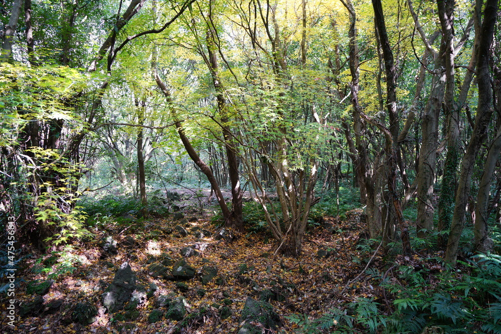 a dense autumn forest in the sunlight a dense autumn forest in the sunlight
