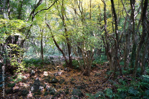 a dense autumn forest in the sunlight