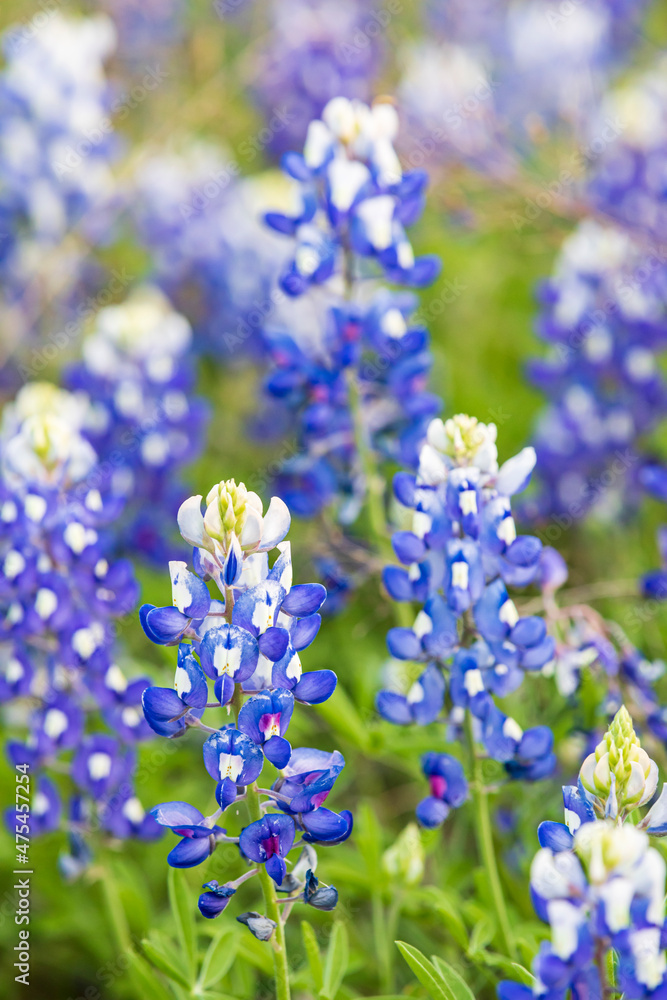 Obraz premium Johnson City, Texas, USA. Bluebonnet wildflowers in the Texas Hill Country.