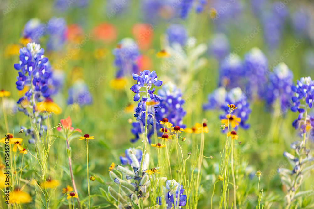 Llano, Texas, USA. Bluebonnet and other wildflowers in the Texas Hill Country.