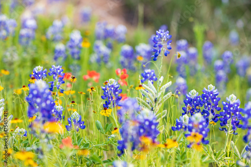 Llano, Texas, USA. Bluebonnet and other wildflowers in the Texas Hill Country.